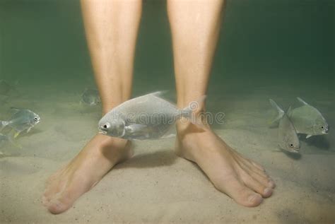 Feet and Fish stock image. Image of saltwater, white, green - 6712191