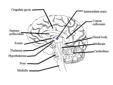 Diagram Of A Labeled Brain: Diagram Of A Labeled Brain