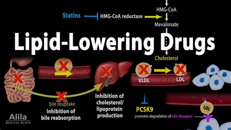 Pharmacology: Lipid- Lowering Drugs, Animation - YouTube