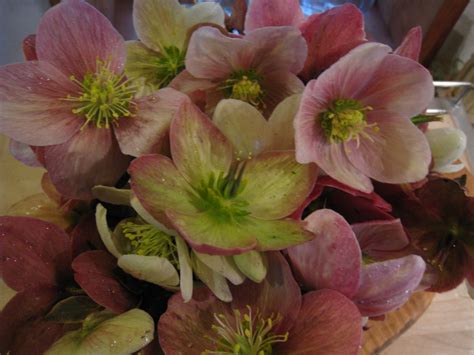 Christina's Garden: hellebores are beautiful