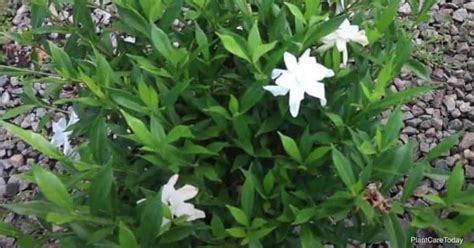 Tips on Growing Gardenia Frostproof Plants