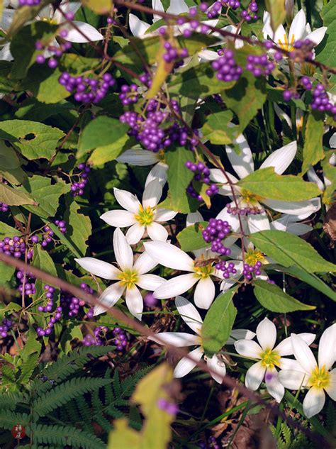 FROM THE GARDEN OF ZEN: Tamasudare (Zephyranthes candida) flowers and Murasakishikibu ...