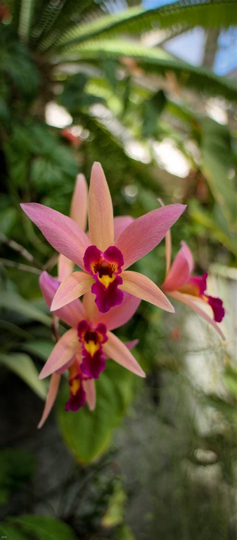 Pin by Eric Linneman on Denver Botanic Gardens Orchids | Denver botanic ...