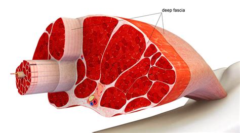 The F word everyone’s talking about! FASCIA | Diversified Integrated ...