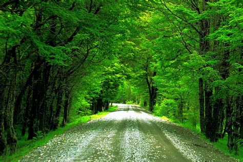 Download Green Tree Tree-lined Man Made Road Wallpaper