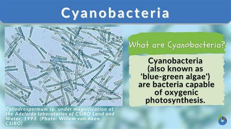 Diseases Caused By Algae