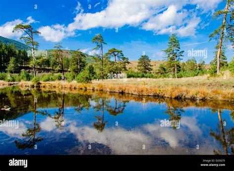 View at small river at Zlatibor mountain in Serbia Stock Photo - Alamy