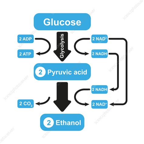 Alcoholic Fermentation Diagram