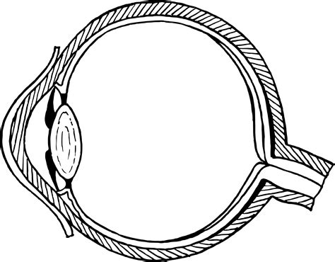 Unlabeled Eye Diagram - ClipArt Best