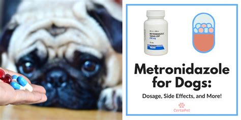 Metronidazole for Dogs: Dosage, Side Effects, and More! - Veterinarians.org