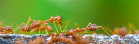 How to Get Rid of Fire Ants Naturally - Pest Control Zone