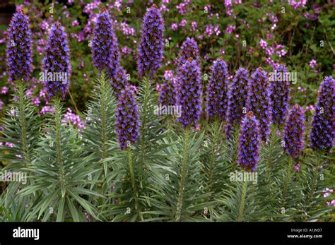 Pride of Madeira Stock Photo - Alamy