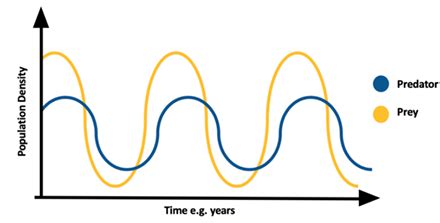 Analyzing a Graph of Predator-Prey Interdependent Relationship in ...