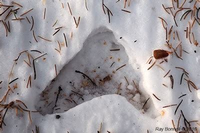 Vole tunnels in the snow - Fairbanks - December 2016 - Sketches of Alaska