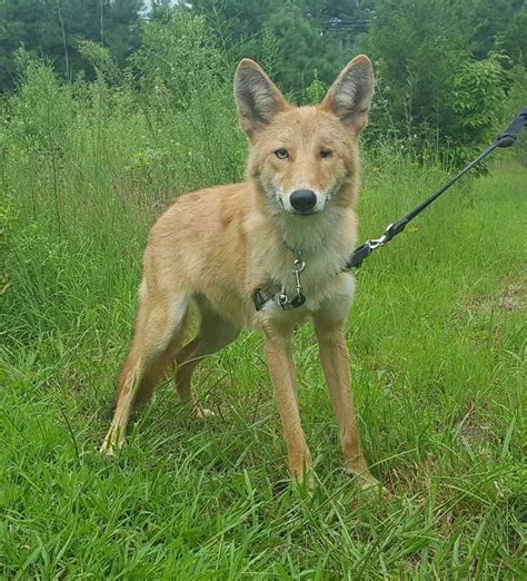 Not a Wolfdog, but a Rescued Coydog (coyote/dog mix). Meet Maverick ...