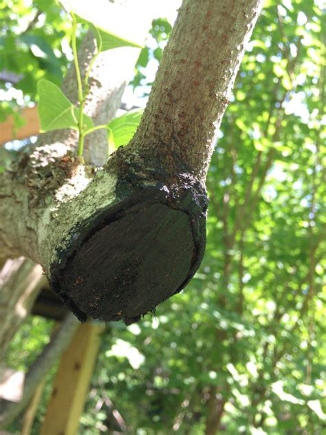 Tree Pruning Techniques - Texas Tree Team - Houston Tree Service & Consulting Arborists