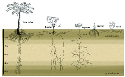 The root system architecture of desert plants exploits the top-soil ...