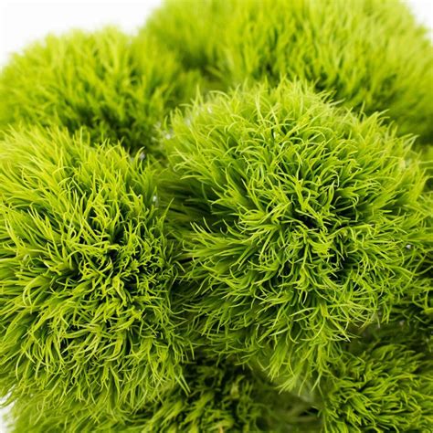 Buy Wholesale Green Trick Dianthus Flowers in Bulk - FiftyFlowers