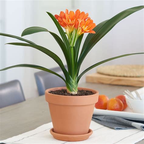 Clivia Flower Meaning | Best Flower Site