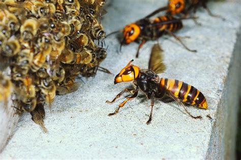 Absurd Creature of the Week: The Huge, Bee-Decapitating Hornet That Can ...