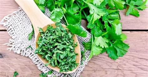 How To Dry Fresh Cilantro Successfully: A Complete Guide - Kitchenous