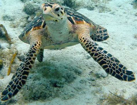 Hawksbill Sea Turtle Facts | Anatomy, Diet, Habitat, Behavior - Animals Time