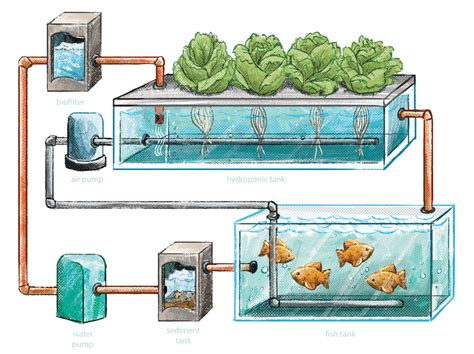 Aquaponics: A Solution To Food Insecurity? | Earth.Org - Past | Present | Future