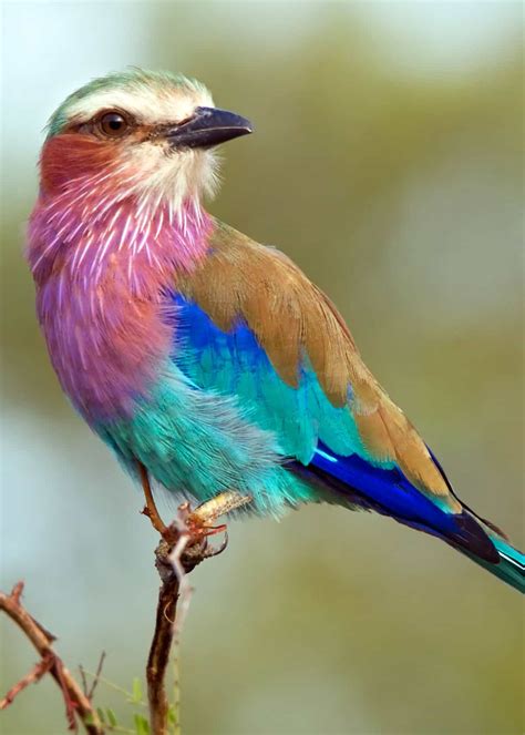 23 Lilac Breasted Roller Facts (Coracias caudatus) | JustBirding