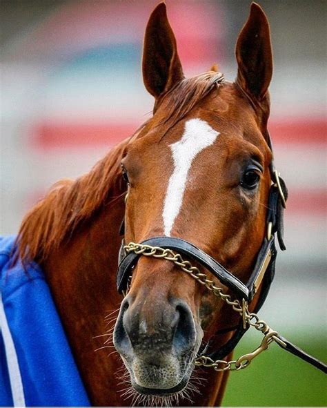 Curlin Smarty Jones, Thoroughbred Horse Racing, Racing Photos, Horse Names, All About Horses ...