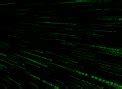 www.UselessCreations.com - The Matrix Trilogy 3D Cose Screensaver (Formerly the Matrix ...