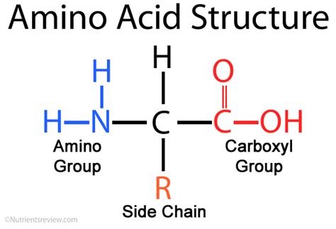 6.2.2 (a) Reactions of Amino Acids - Ellesmere OCR A level Chemistry