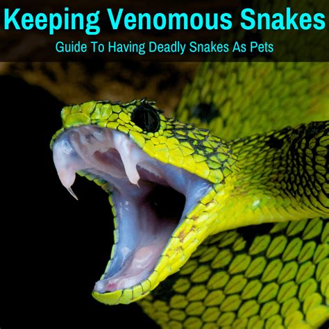 Keeping venomous snakes - A Guide To Keeping Deadly Snakes as Pets (2023)