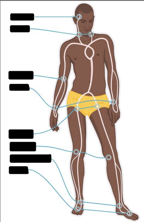 Pulse Diagram | Quizlet