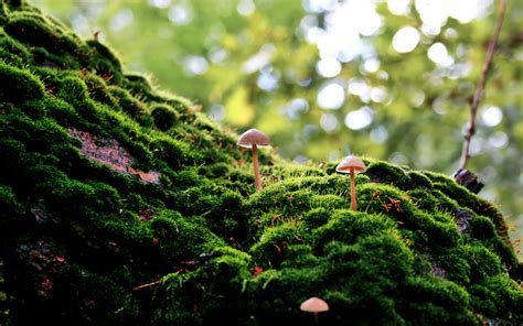 Enchanted Forest Mushrooms HD Wallpaper