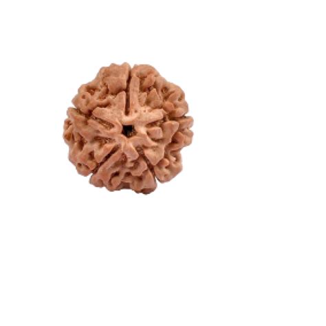 Buy Five Face Rudraksha | 5 Mukhi mantra| Rudraksha-Gemstones