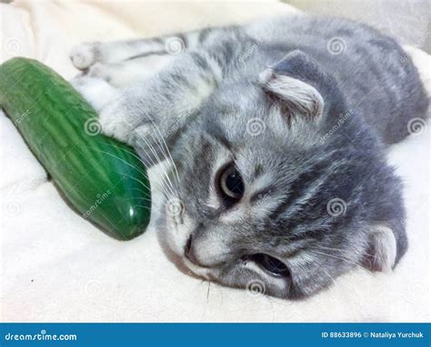 Cat and cucumber stock photo. Image of fruit, cucumber - 88633896