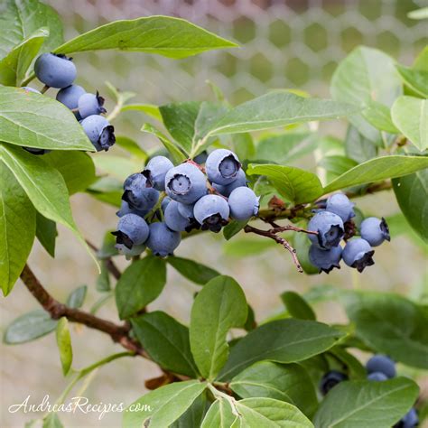 Blueberry Harvest (Weekend Gardening) - Making Life Delicious