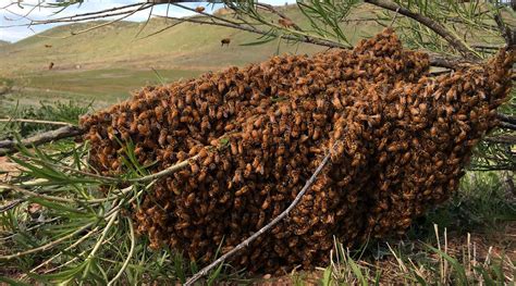 Catching a Honey Bee Swarm - BackYardHive