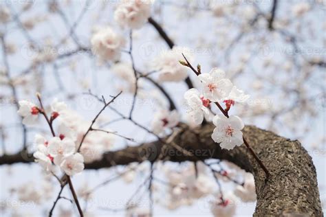 Cherry Blossom Landscape in Korea 18787338 Stock Photo at Vecteezy