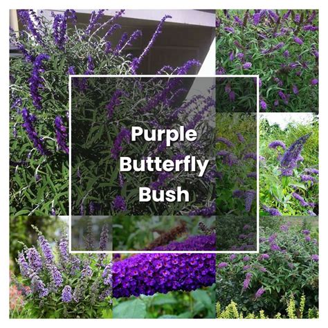 How to Grow Purple Butterfly Bush - Plant Care & Tips | NorwichGardener