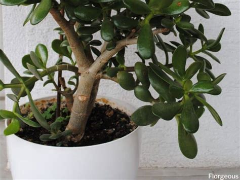 Jade Plant Soil: A Beginner’s Guide | Florgeous