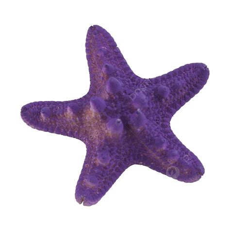 Purple Starfish Clipart Vector, Starfish Purple Decorative Animal, Starfish, Purple, Decoration ...