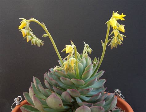 Spiky obsession: Echeveria hybrids first flowers