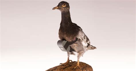 Pigeon Cameras and Other CIA Cold War Spy Gear | HISTORY