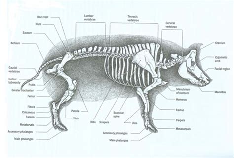 Esqueleto Del Cerdo