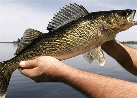 Zander vs. Walleye: Can You Tell the Difference? - USAngler