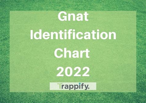 Our Gnat Identification Chart for 2022 - Trappify