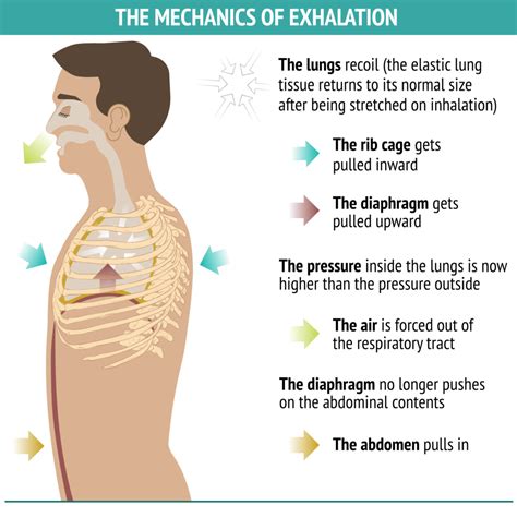 Inhalation Exhalation Diagram