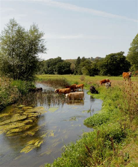 freshwater marsh - Поиск в Google | Landscape, Landscape photography, Country scenes