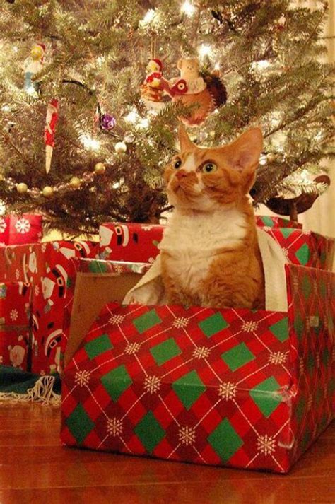 Kawaii | Christmas cats, Cat christmas tree, Christmas animals